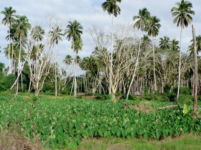 41- Plantation de taro devant les cocotiers 